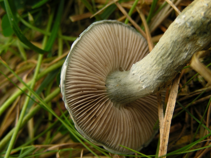 Strophariaceae